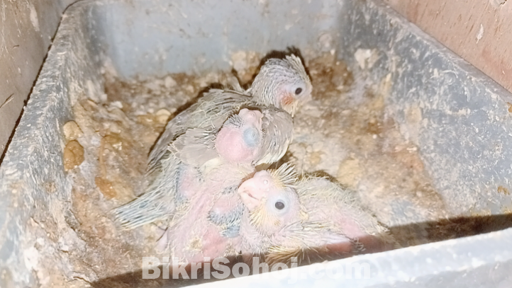 ককাটেল, লাভবার্ড,বাজরিগার